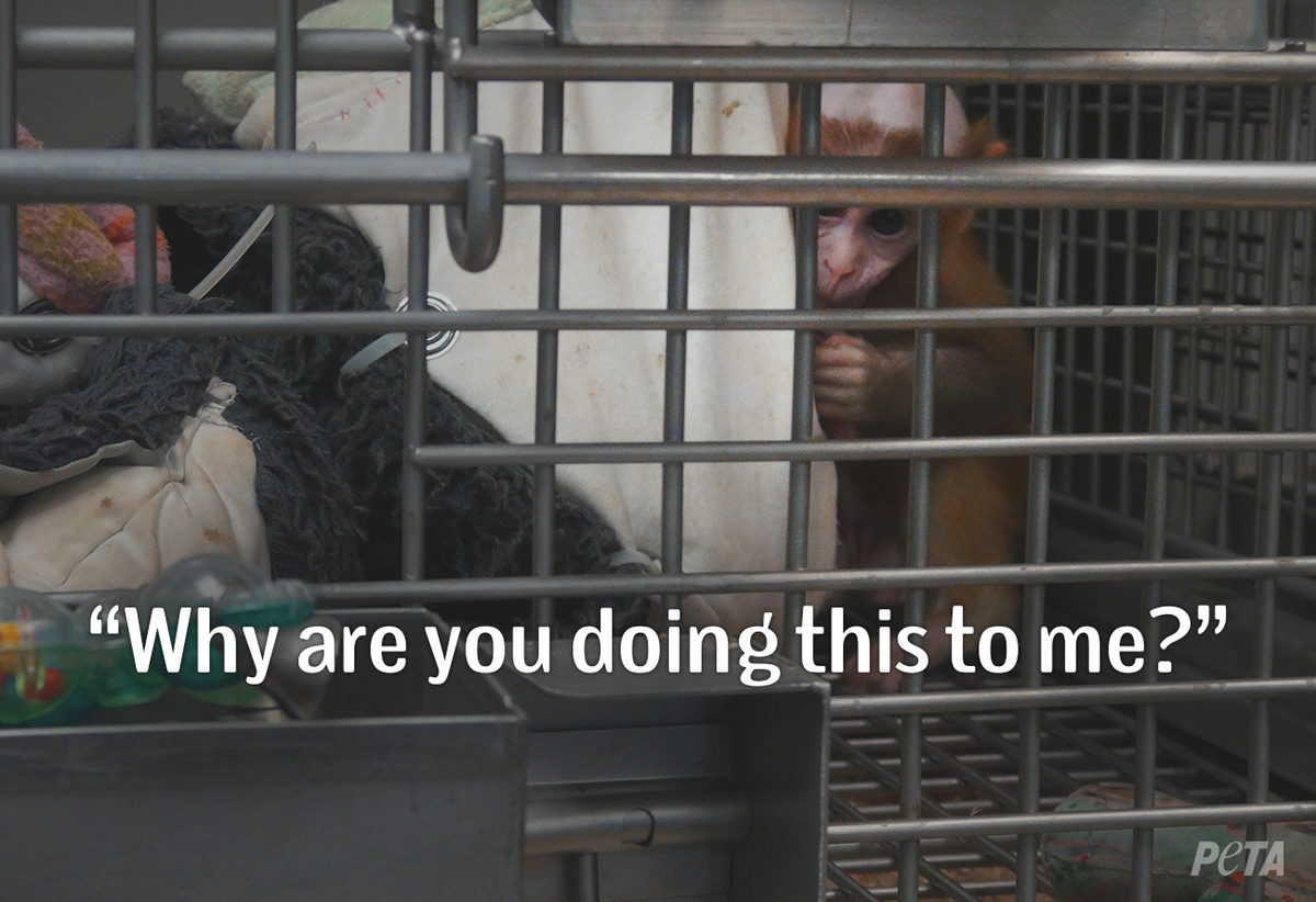 peta tweet picture