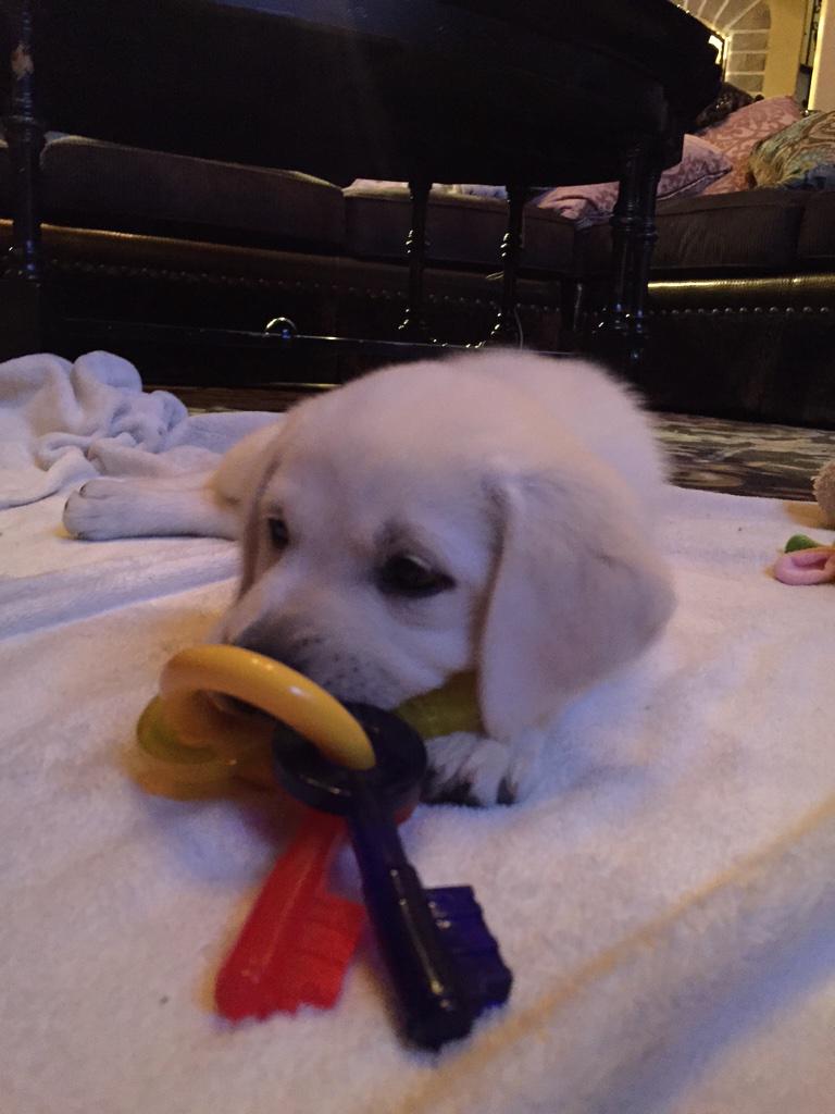 gmking29's tweet photo. he definitely has the key to my heart💖🔑#socute http://t.co/z8q4kUSKAL