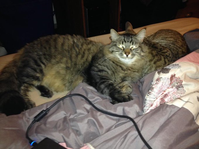 Bedtime #pussy or pussies if you will, lol. http://t.co/narOPNBhIc<a href="/tag/pussy"class="tags">#pussy</a>