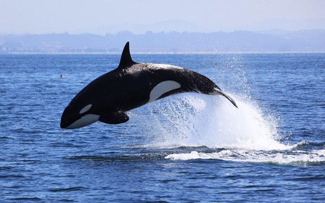 whales_free tweet picture
