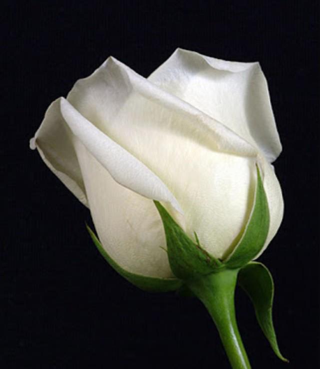 @BgmDrtrk