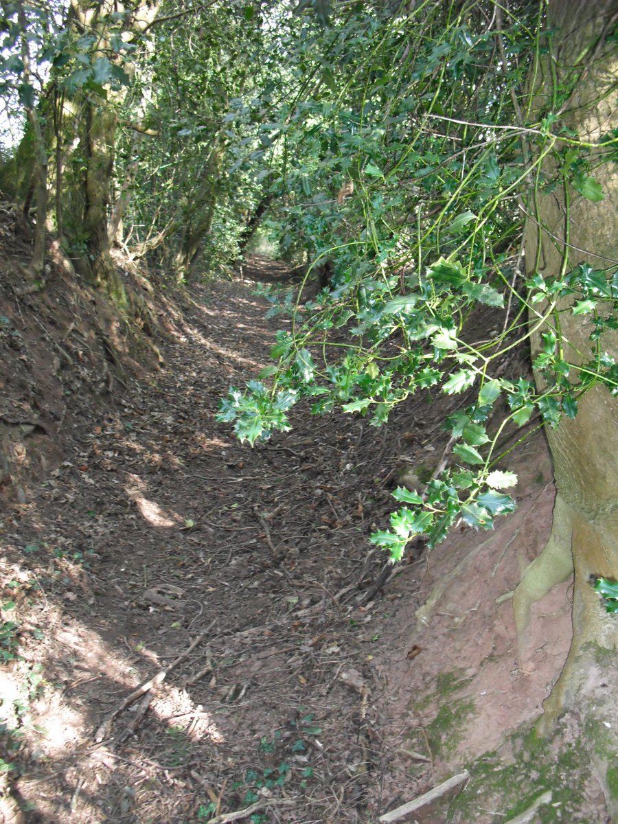 Mcevoygill's tweet photo. One of Shropshire's beautiful green lanes.  #Shropshire ~#ancientpathways http://t.co/IYc98vnjCv