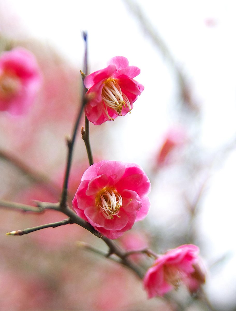 冬去春来，咋暖还寒