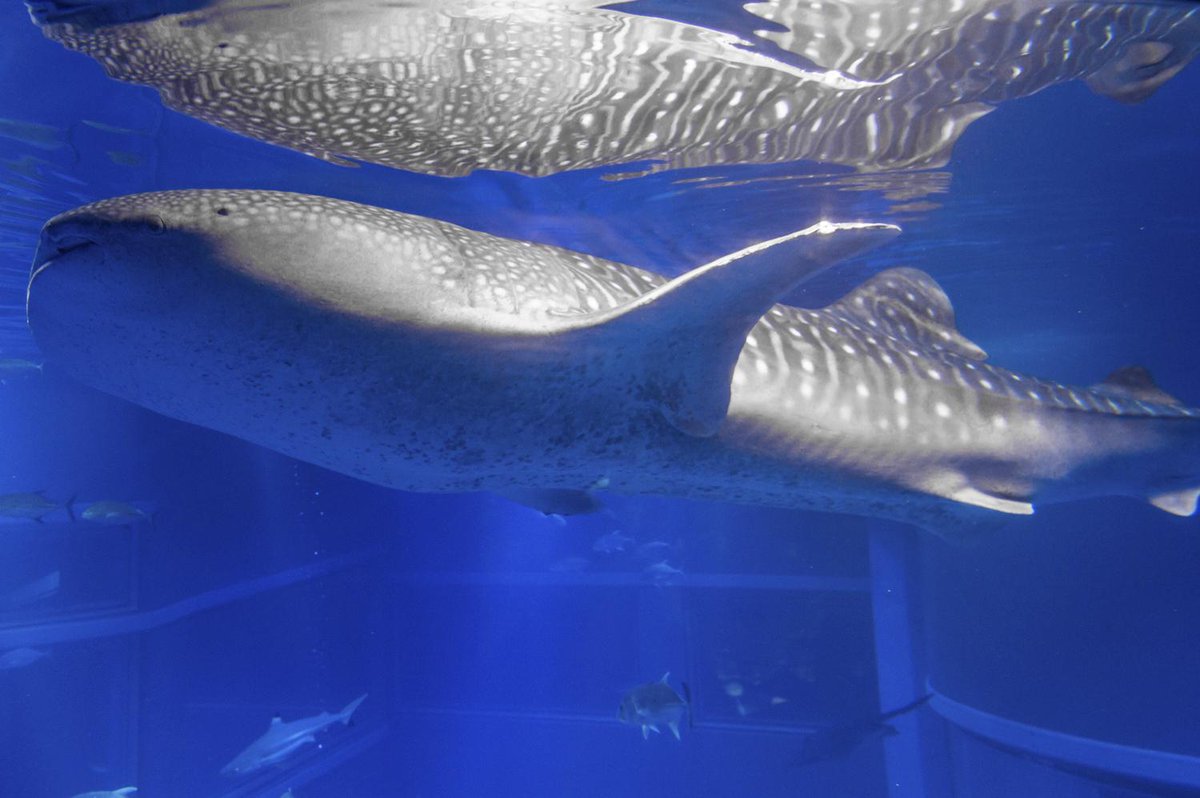 大阪 海遊館 Auf Twitter 明日2 25 水 はnhk 探検バクモン アジアno 1水族館のヒミツ で 爆笑問題のお2人が海遊館に大潜入 ジンベエの食事風景に大絶叫の理由は 22 55 23 放送 再放送も Http T Co 6auzuhqwpc Http T Co Iancgdimkr