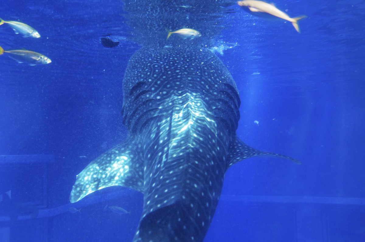 大阪 海遊館 Auf Twitter 明日2 25 水 はnhk 探検バクモン アジアno 1水族館のヒミツ で 爆笑問題のお2人が海遊館に大潜入 ジンベエの食事風景に大絶叫の理由は 22 55 23 放送 再放送も Http T Co 6auzuhqwpc Http T Co Iancgdimkr