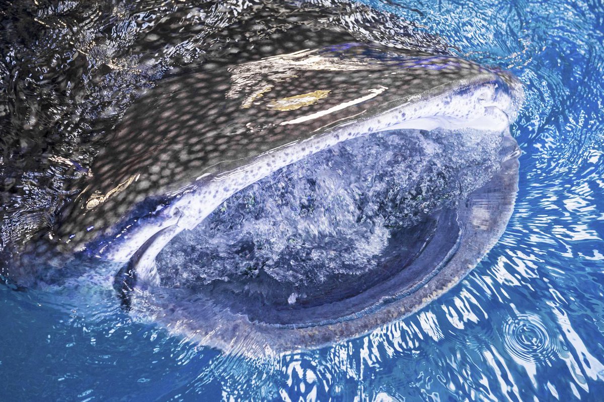 大阪 海遊館 Auf Twitter 明日2 25 水 はnhk 探検バクモン アジアno 1水族館のヒミツ で 爆笑問題のお2人が海遊館に大潜入 ジンベエの食事風景に大絶叫の理由は 22 55 23 放送 再放送も Http T Co 6auzuhqwpc Http T Co Iancgdimkr