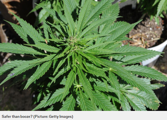 MetroUK's tweet photo. Cannabis ‘is 114 times safer than alcohol’ according to new study http://t.co/pdifSesMLF http://t.co/IkAXRYCIWv