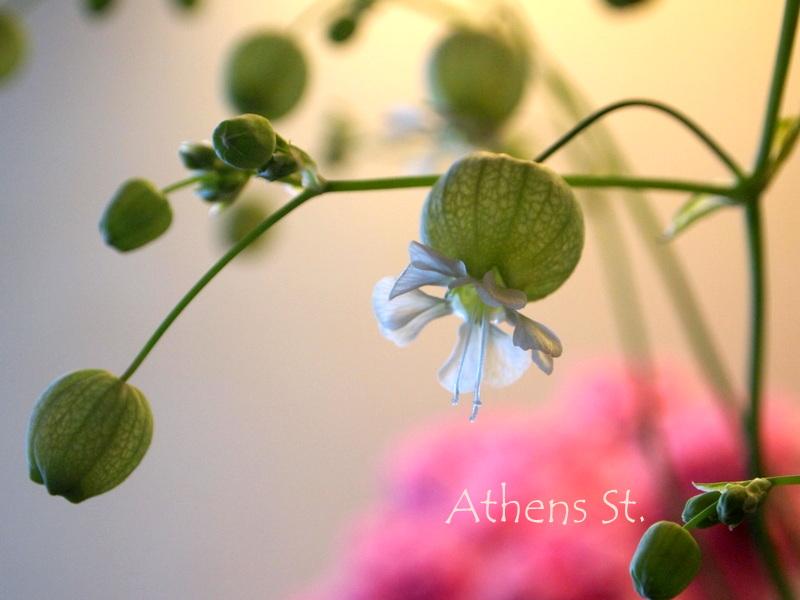 Aya3flower 本日のお花 グリーンベル 風船のような蕾からひらひらと白い花が咲いています Http T Co Pjnooe3oht
