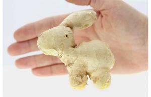 UglyFruitAndVeg's tweet photo. THE GINGER ROOT DONKEY
#Vegimal #DonkeyRoot #VegAss http://t.co/XCstIZrg19