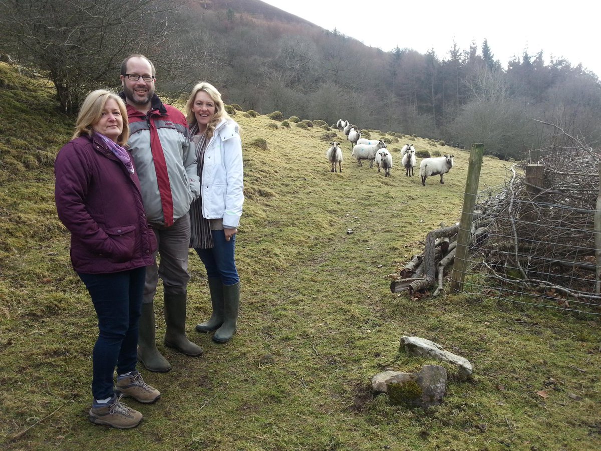 FitzWoolmer's tweet photo. #Baah! Volunteering with Blaenau @GwentWildlife to look after #sheep in Cwm 5 mins from our Welsh office in Ebbw vale http://t.co/tZC39ulNML