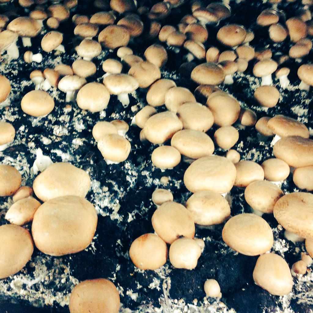 Gisteren verschillende paddenstoelen telers bezocht samen met Unique <a href="/paddenstoelen/">Unique Paddenstoelen</a> .