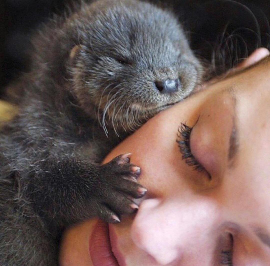 Nutria bebé....Que ternura!