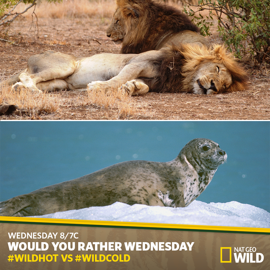NatGeoAnimals's tweet photo. Would You Rather: Sleep 20 hours a day, or be able to stay underwater for a long time? Vote #WILDHot or #WILDCold! http://t.co/ArxP53f5GJ