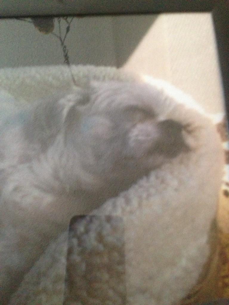 Brandon Wheat Kings tweet media