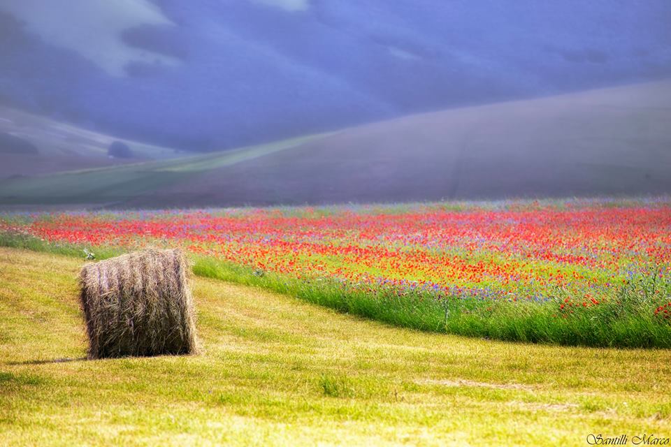 Danielle tweet media