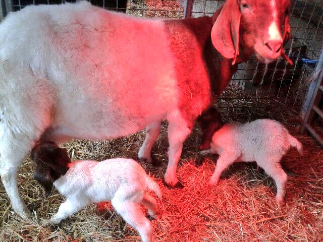 LeeValleyFarms's tweet image. Hooray first babies of the season! Two Boer kids have just been born, a boy &amp;amp; a girl. Pop in and say hello.