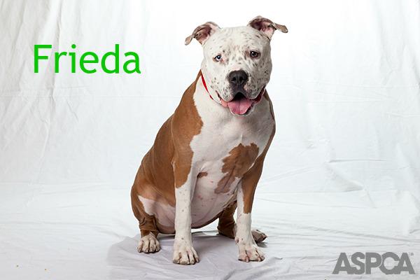Help us find a home for our Pet of the Week, Frieda! bit.ly/1zR71Bl Please RT! #NYC