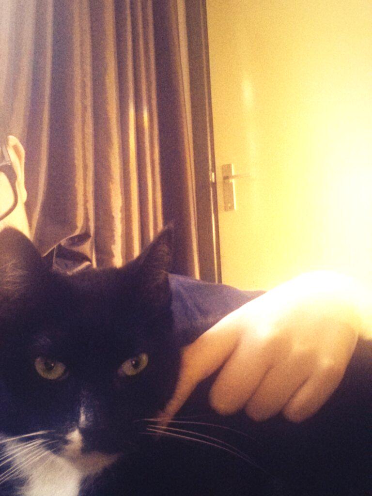 HeideDamian's tweet photo. Say hello to my Cat Bowie, Bowie say hello to my Twitter followers :) http://t.co/m9p68DR2Ak