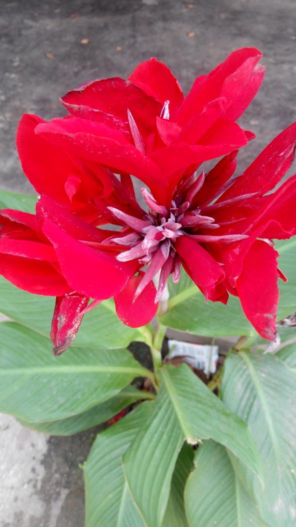 usmanashari13's tweet photo. sibongsor beraksi lagi #Redminote @MiOfficial_ID @MIUI_Indonesia http://t.co/Xrn94zEb6C