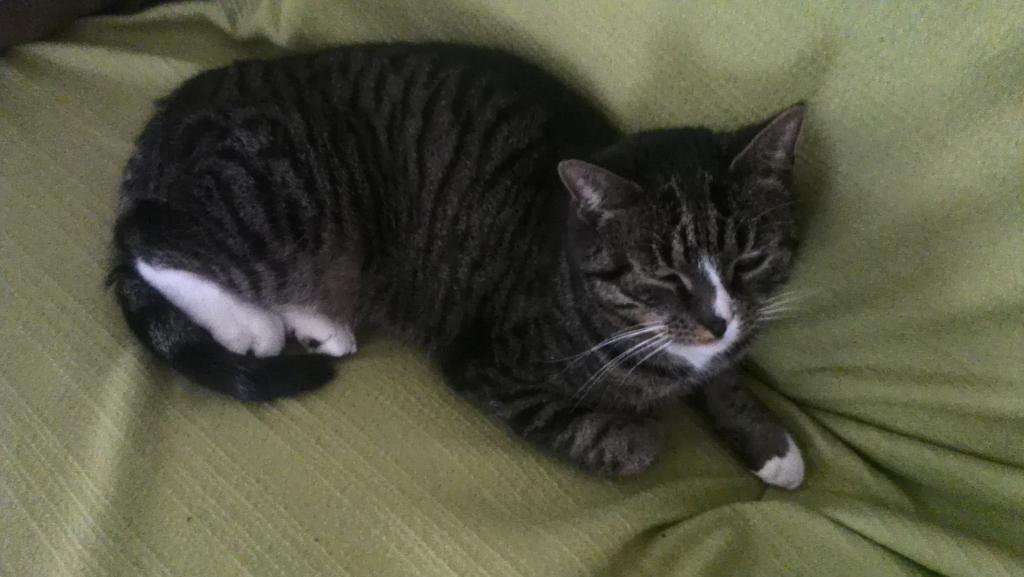 GreeceAPH's tweet image. || Cat ~ &amp;lt;3