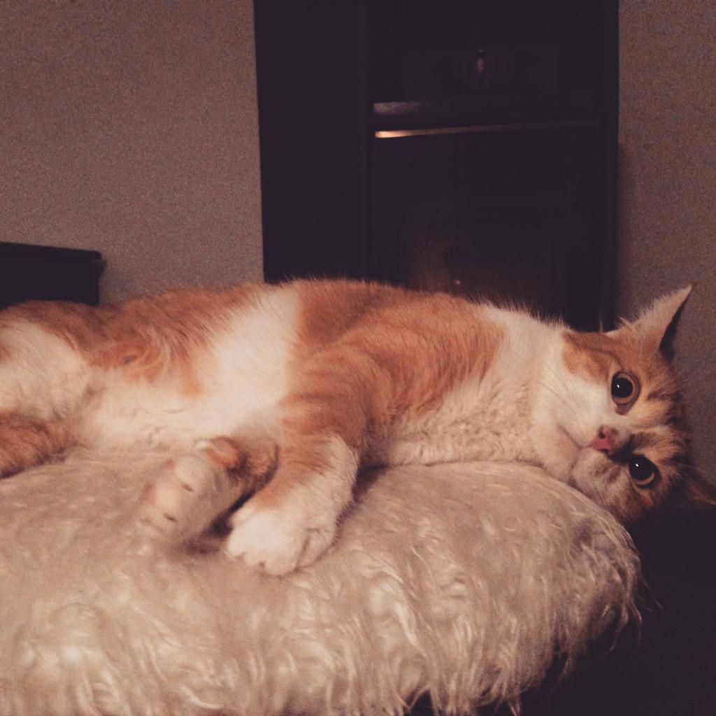 catsforlove's tweet photo. Louis Lieblingsplatz: vor dem Ofen auf seinem Hocker! :) http://t.co/OdLWiON6fQ