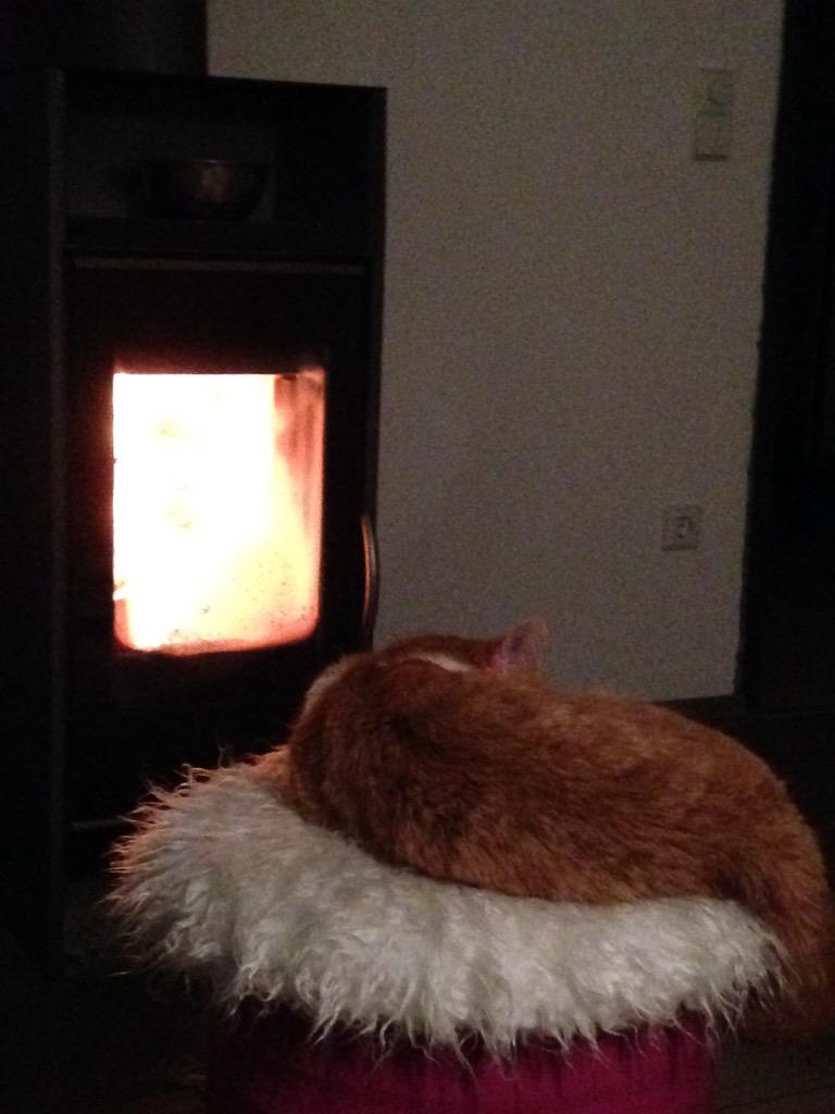 catsforlove's tweet photo. Louis Lieblingsplatz: vor dem Ofen auf seinem Hocker! :) http://t.co/OdLWiON6fQ