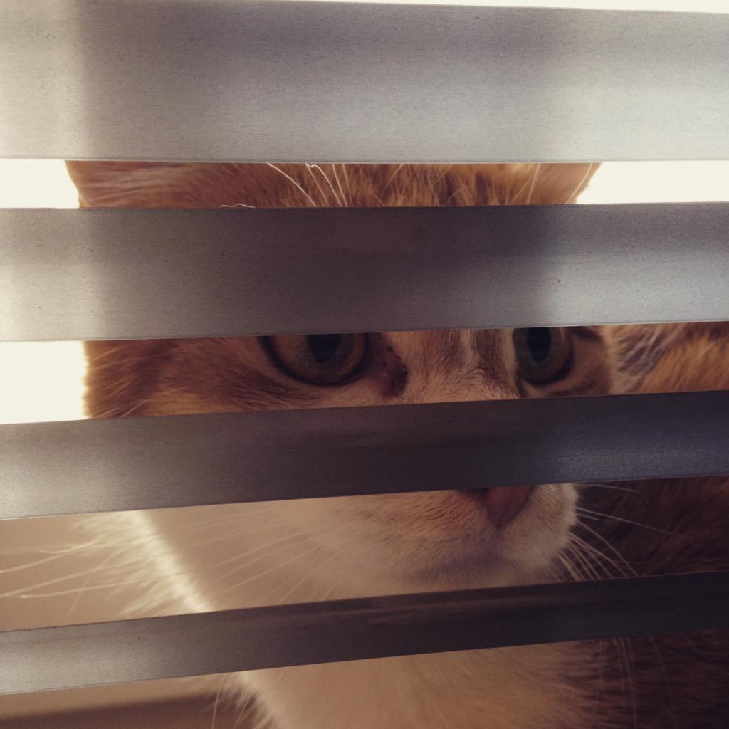 catsforlove's tweet photo. Hinter Gittern 😜 #cat #cats #katze #katzen http://t.co/dWY3tW6DsE