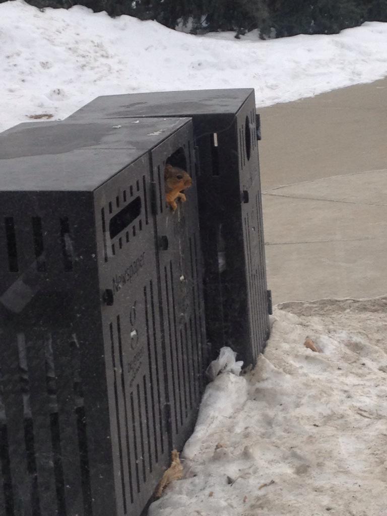 Kvanslam2's tweet image. The real MSU observer @observingMSU