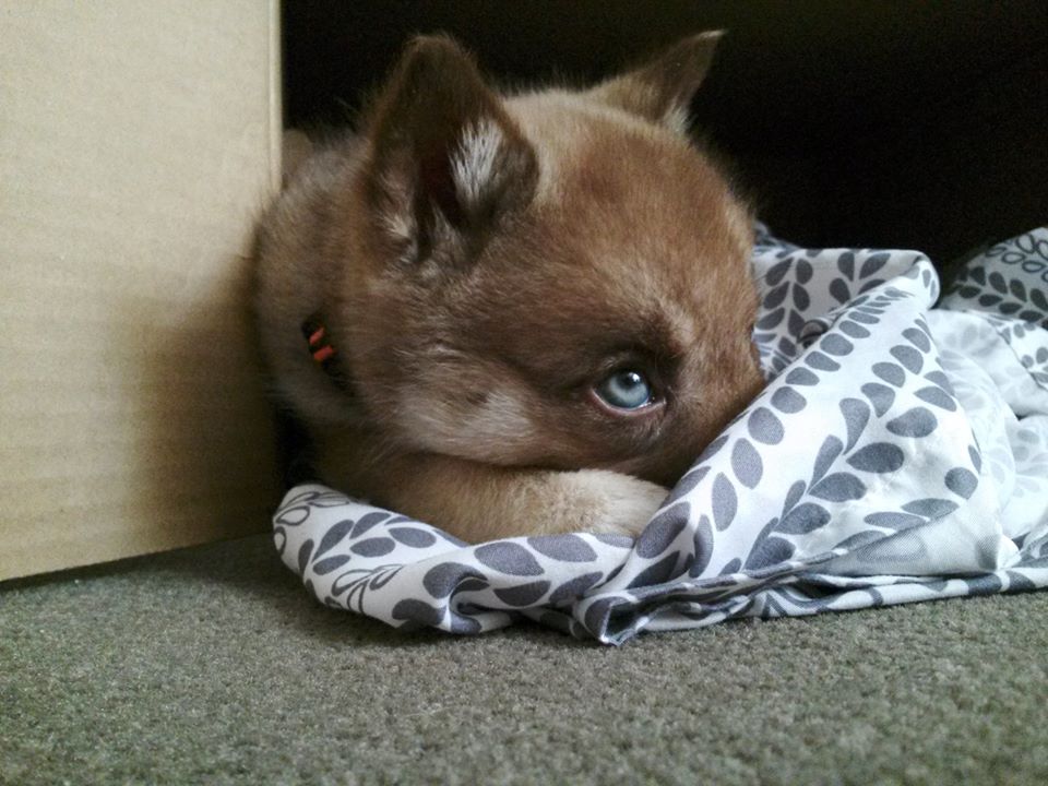 drayboo222's tweet photo. My new fur-child. I just wanna squeeze her :D http://t.co/VVZ9KxgYiJ