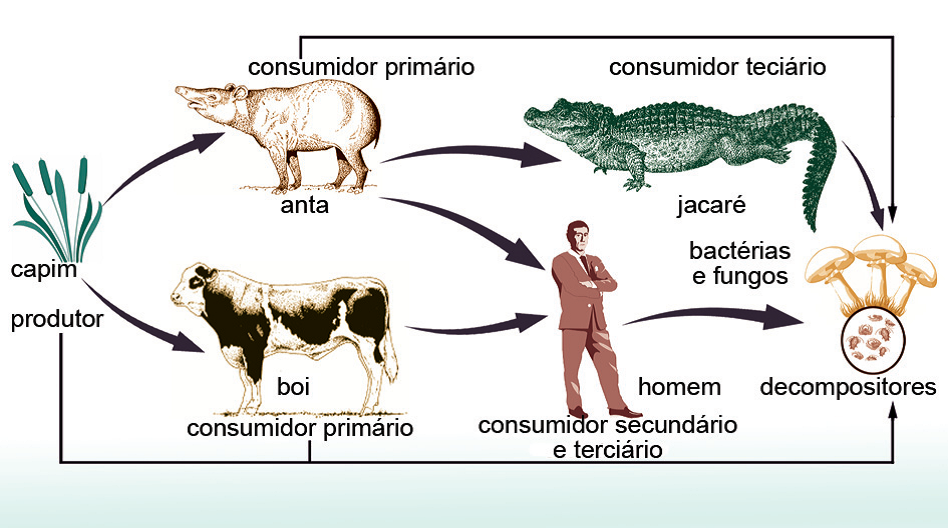 Qual Dos Seguintes Grupos Inclui Organismos Mais Relacionados Entre Si
