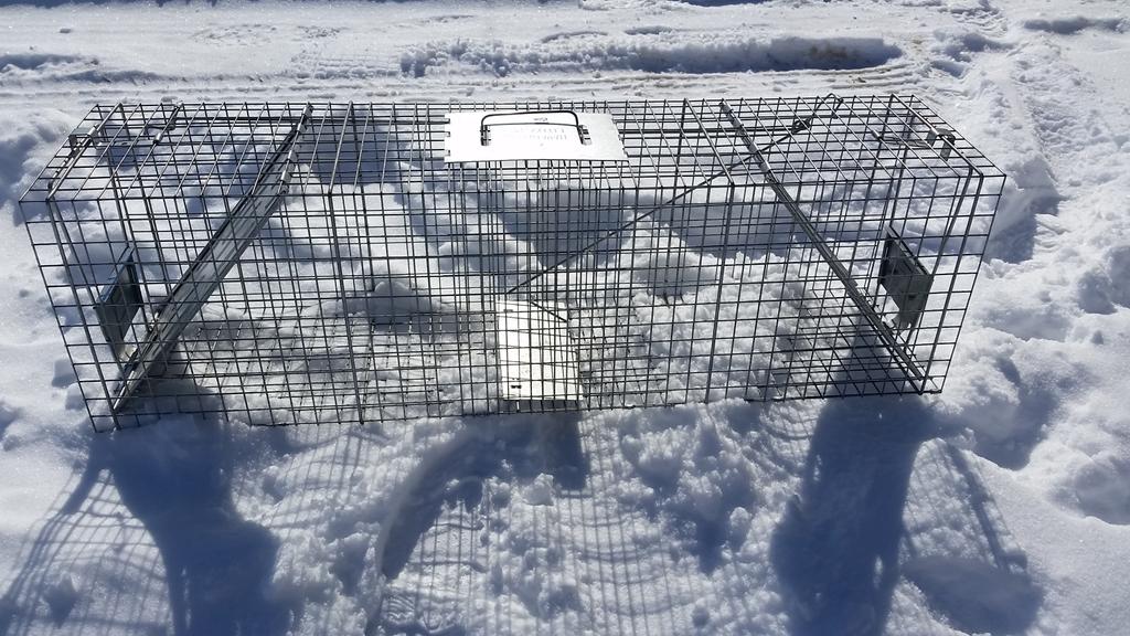 Nuisance Wildlife tweet media