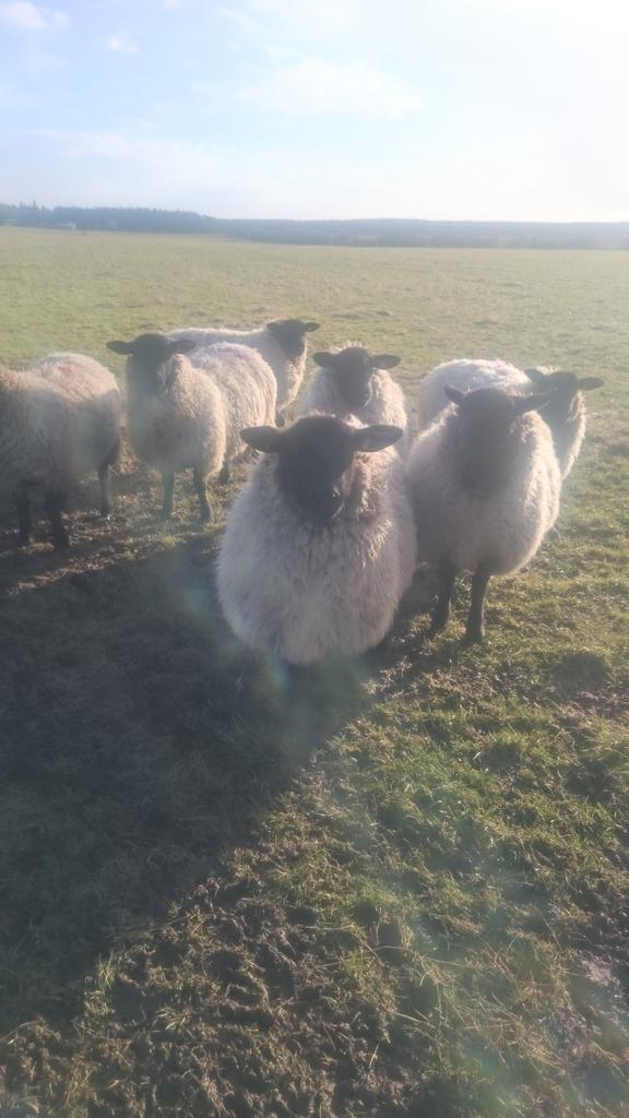 SheepyJamie's tweet photo. The pest today #hogg #inlamb #suffolkcross #beautiful http://t.co/1hVTo70i95
