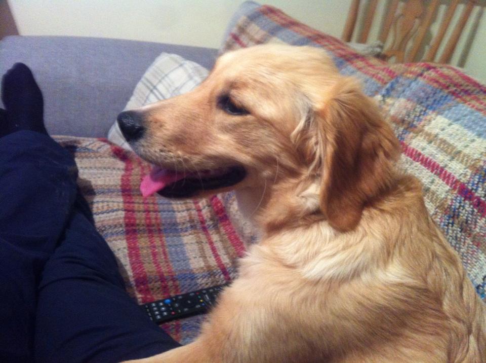 GreenManRural's tweet photo. Our new edition to the powles-warren household #firstfamilydog http://t.co/YDgF47rqPr