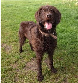 Missing Labradoodle #Maidenhead  shaggy red/brown coat, long legs, like mini wolfhound. T: 01628 525656 PLS RT