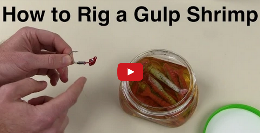 SaltStrong's tweet photo. Berkley Gulp Shrimp Independent Review. http://t.co/V0IX868gYm #gulp #gulpshrimp @BerkleyFishing http://t.co/2qcEXCIPba