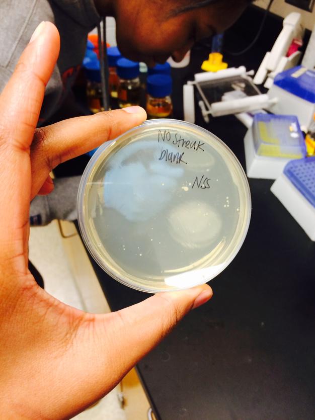 zsaidso's tweet image. As you can see, Nene is learning about sterile technique the hard way! #negativecontrol #lab #gettysburgreat