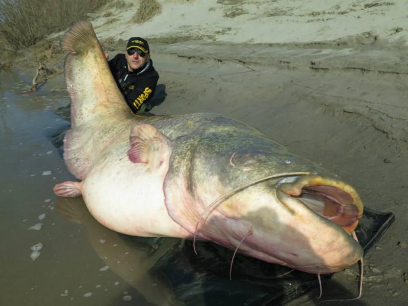 Outdoor_Hub's tweet photo. Italian Angler’s Catfish is Just Short of World Record. Find out what it weighed here http://t.co/qmLXhwUaZv #Fishing http://t.co/vM7QyO2uVi