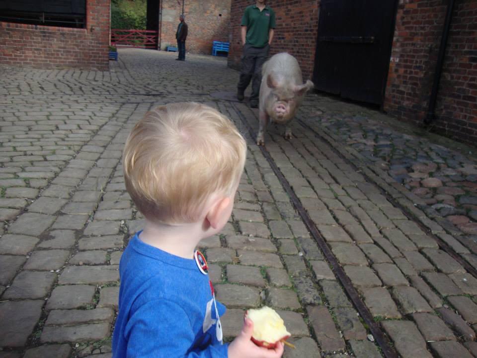 @tatton_park I always look at this and laugh, I wasn't laughing at the time! We love the farm #tattonpark