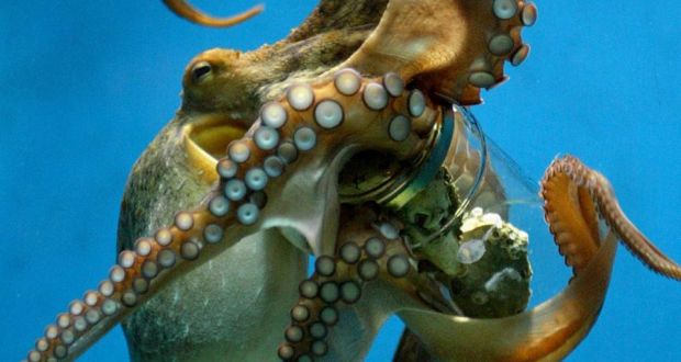 Щупальца осьминога блюдо. Как стать осьминогом. Корейская кухня живой осьминог. Поедание живых осьминогов. Щупальца осьминога.