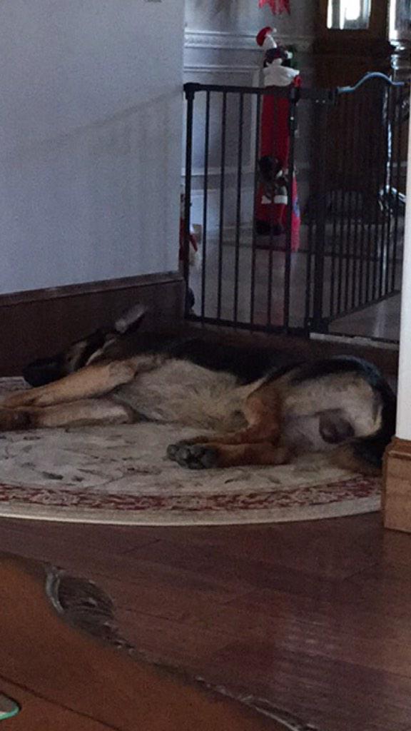 Kalogianis_Dogs's tweet photo. tranzfomasian tuezdey #ballsac http://t.co/qNqAzsRluz