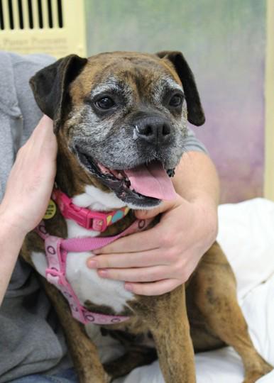 Muttville's tweet photo. Meet ROSE. 🌹🐶 She loooves going on walks and getting a good snuggle. http://t.co/mlaA4pleLH http://t.co/XxqxWxY12x