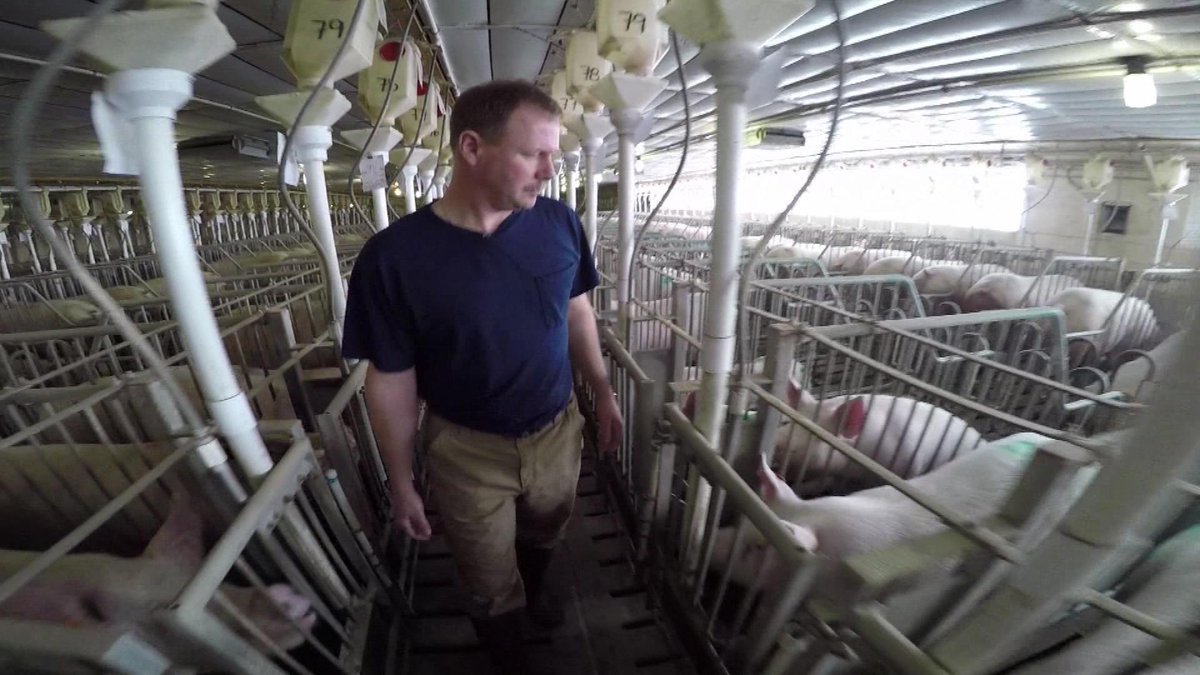 BobSegallWTHR's tweet photo. While many farms denied access to #13Investigtes cameras, @BelstraMilling welcomed us to its farms. Thank you. http://t.co/xmpmvi6E5s