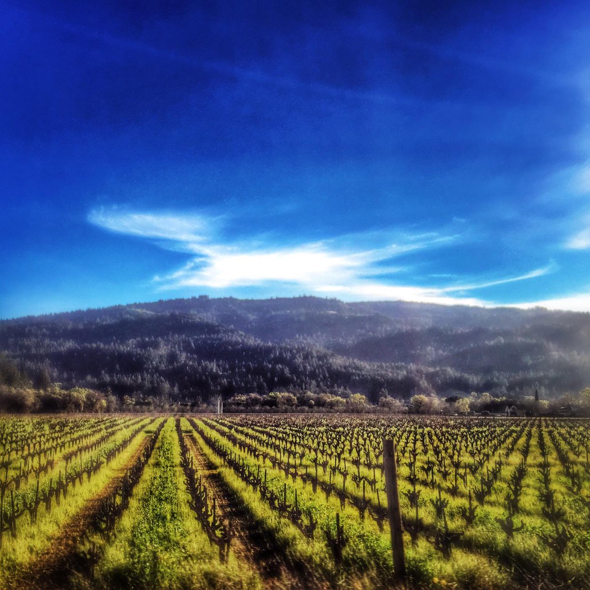 Calistoga AVA Wine tweet media