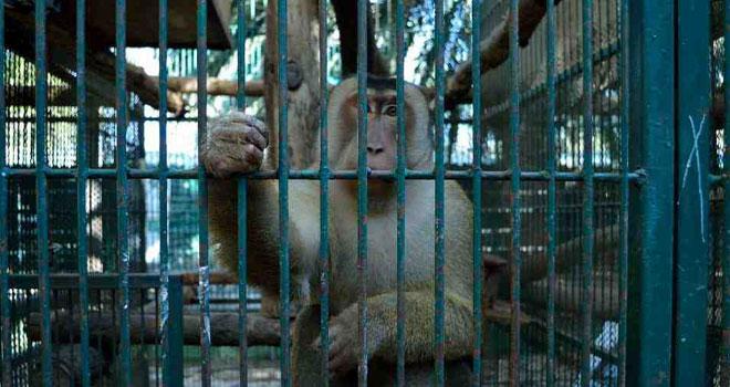 ElInformanteMX's tweet image. Cuidarán en #AfricamSafari animales #decomisados de #Puebla. @PROFEPA_Mx