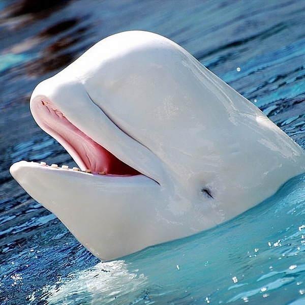 OurWorldPhotos's tweet photo. Happy Beluga Whale 
Photo by Steve Snodgrass http://t.co/eaomuqfm23