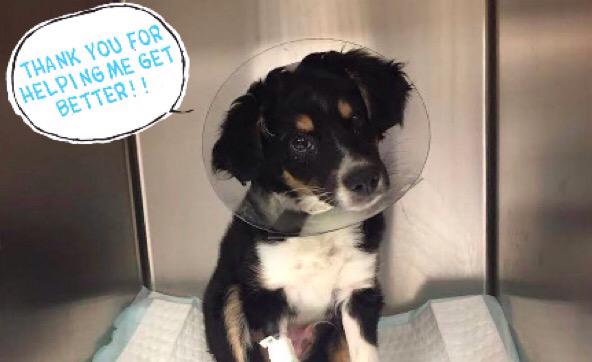 barkbox's tweet photo. Help @ASF_lovers raise money for Cinco’s medical bills! Even $1 helps --> http://t.co/W4CGKwIXIa http://t.co/hZoFem50qu