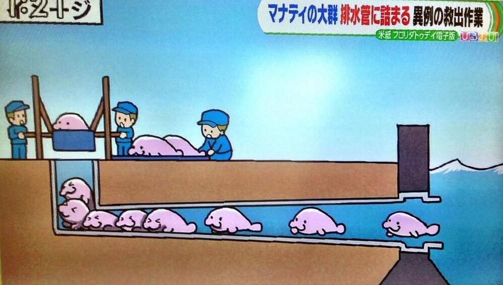 イメージ画像が可愛すぎる 排水管にマナティーが大量に詰まる事件が発生 話題の画像プラス イメージ画像が可愛すぎる 排水管にマナティーが大量に詰まる事件が発生 話題の画像プラス