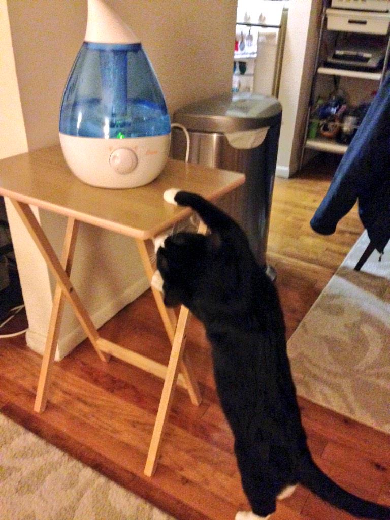 sam__perro's tweet image. mom what the heck is it? can I lick the air? can I swat the mist? is it a toy? is it for me? why did dad put it here?