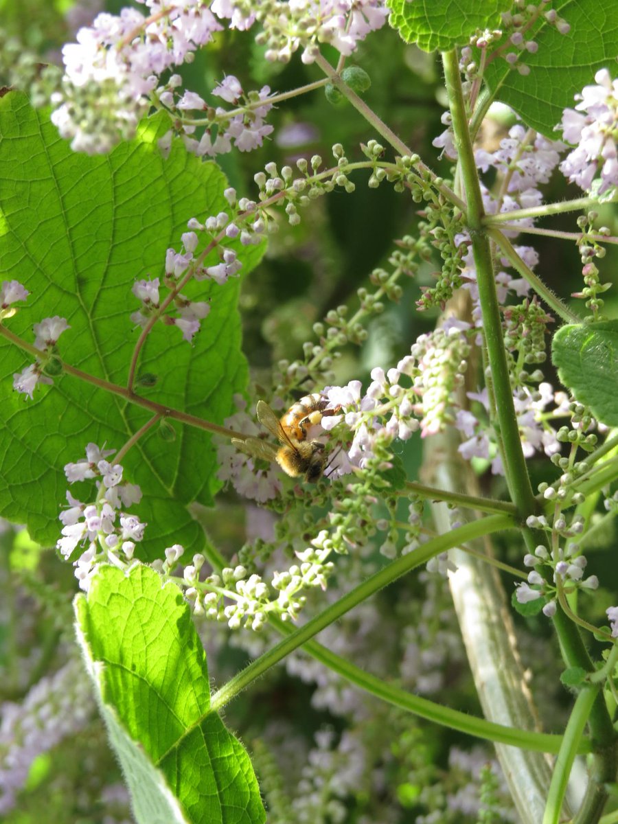 花粉玉 Twitter Search