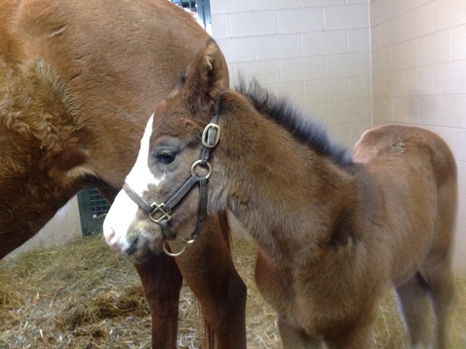 WinstarVet's tweet photo. @WinStarFarm @winstarCEO check out this flashy Bodemeister baby! Just a couple days old. http://t.co/xFGfWjondK
